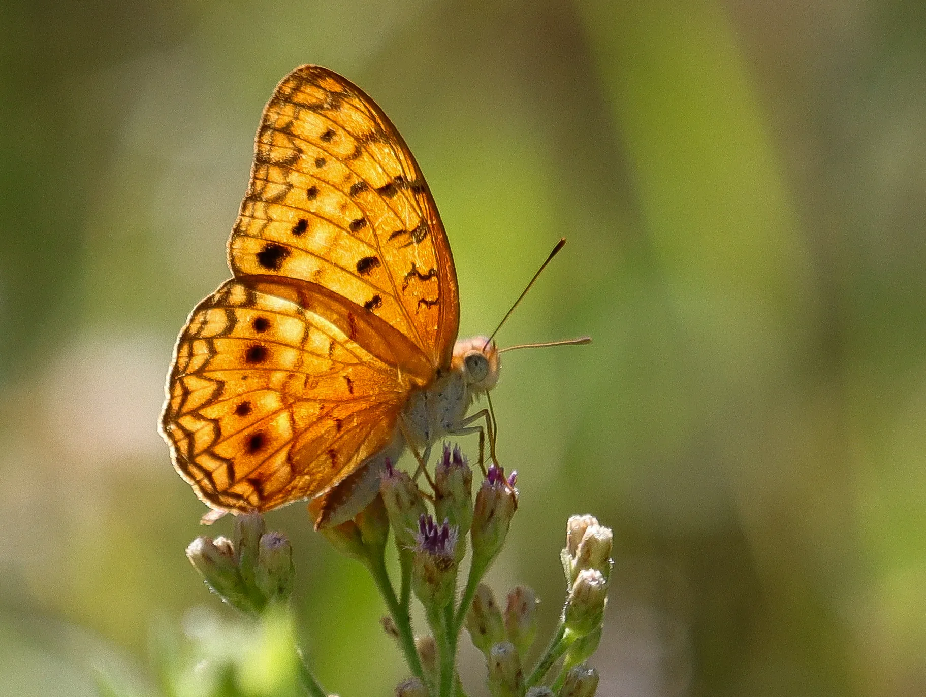 Copy of Butterfly2