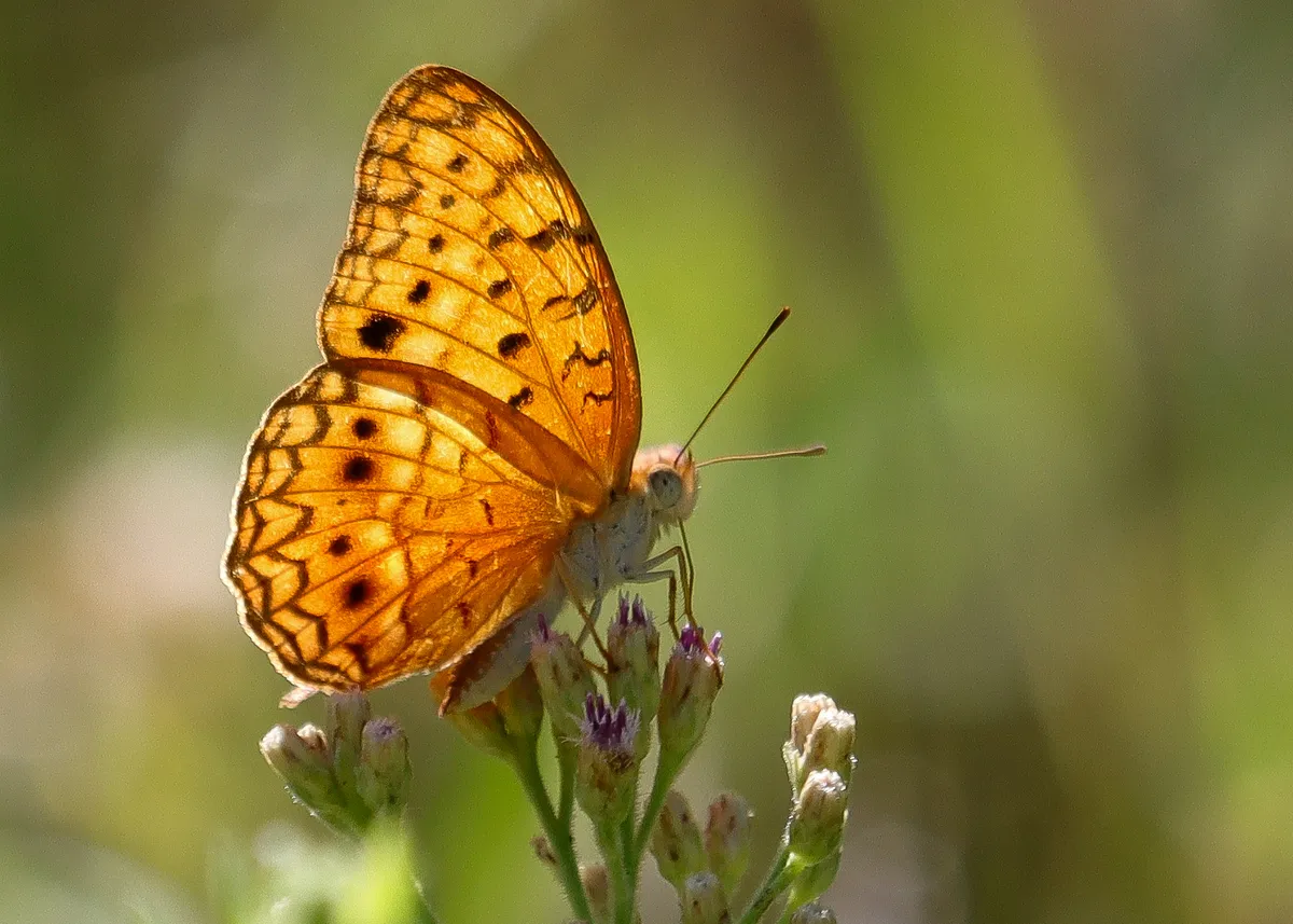 Copy of Butterfly2