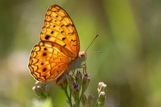 Looking through the bush: the butterflies of Luvhondo