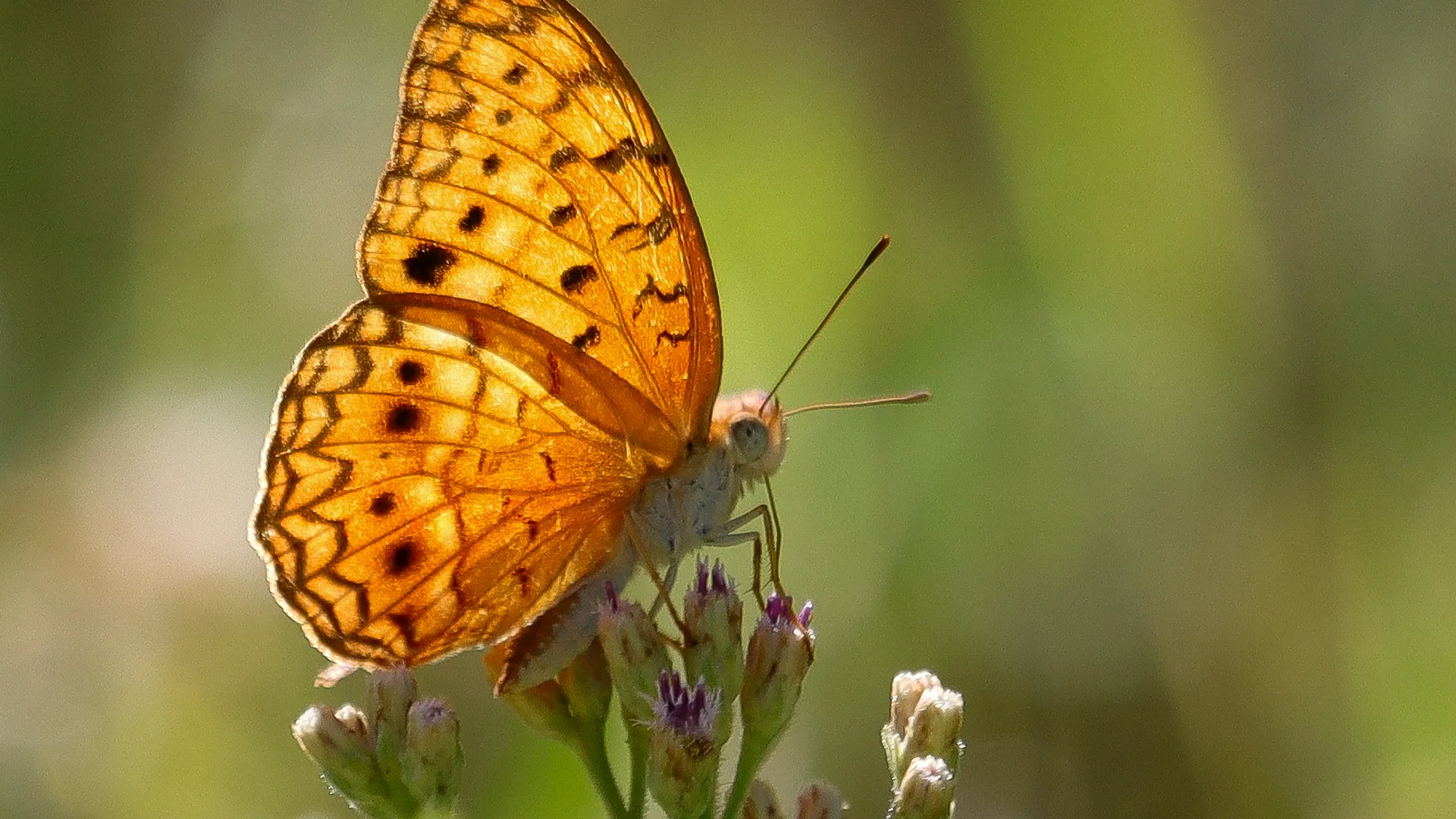 Looking through the bush: the butterflies of Luvhondo