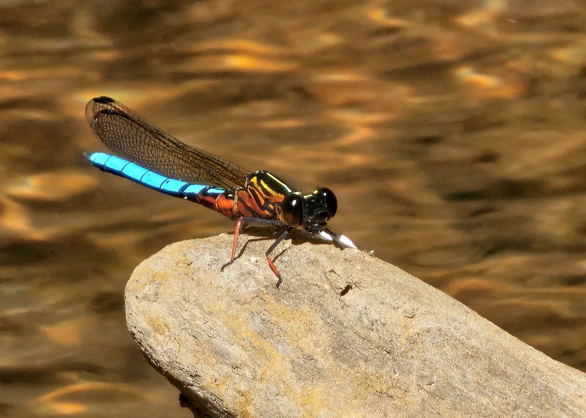 Copy of Dragon Fly 2