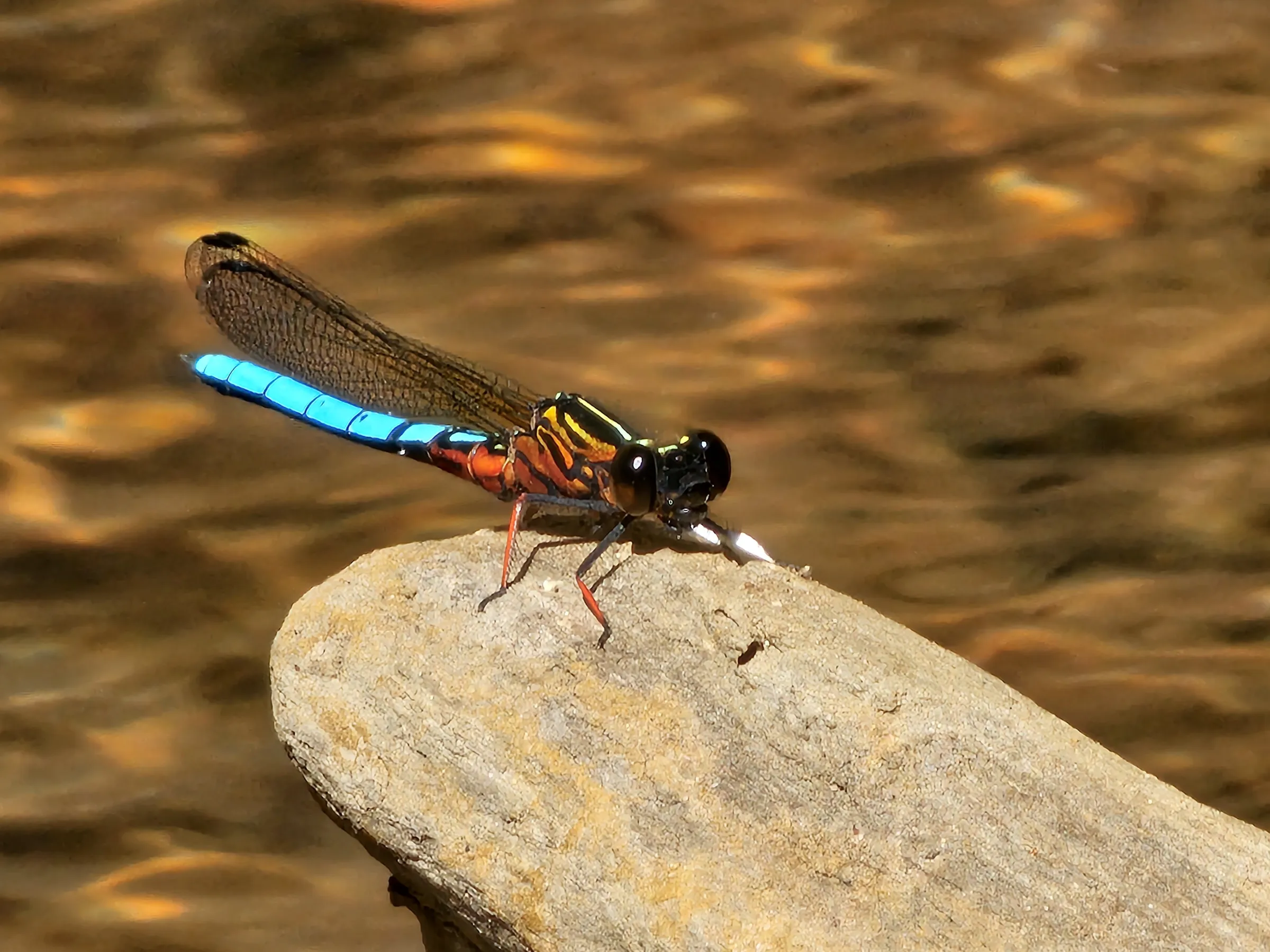 Copy of Dragon Fly 2