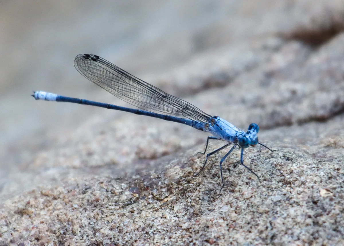 Copy of Dragon Fly1