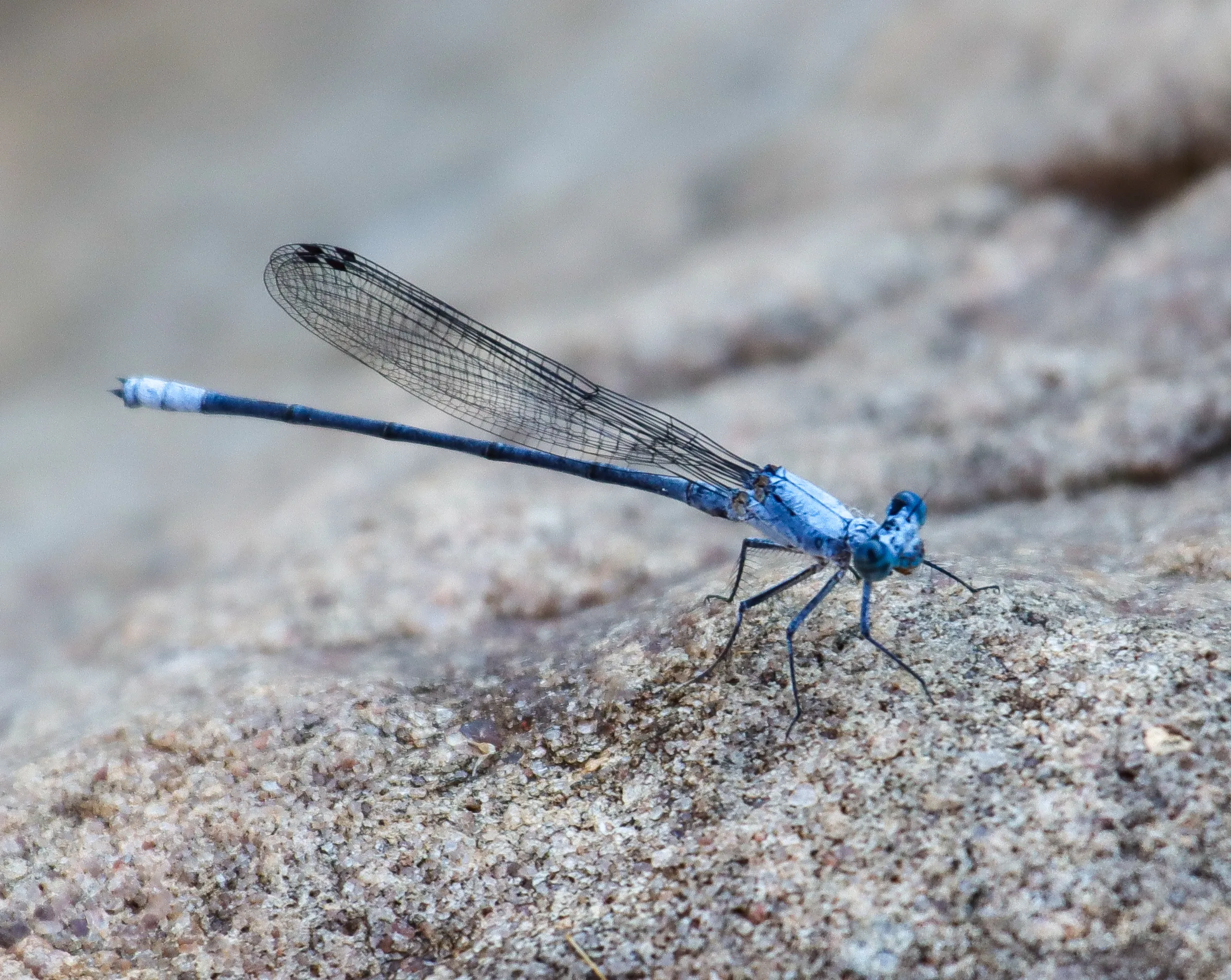 Copy of Dragon Fly1
