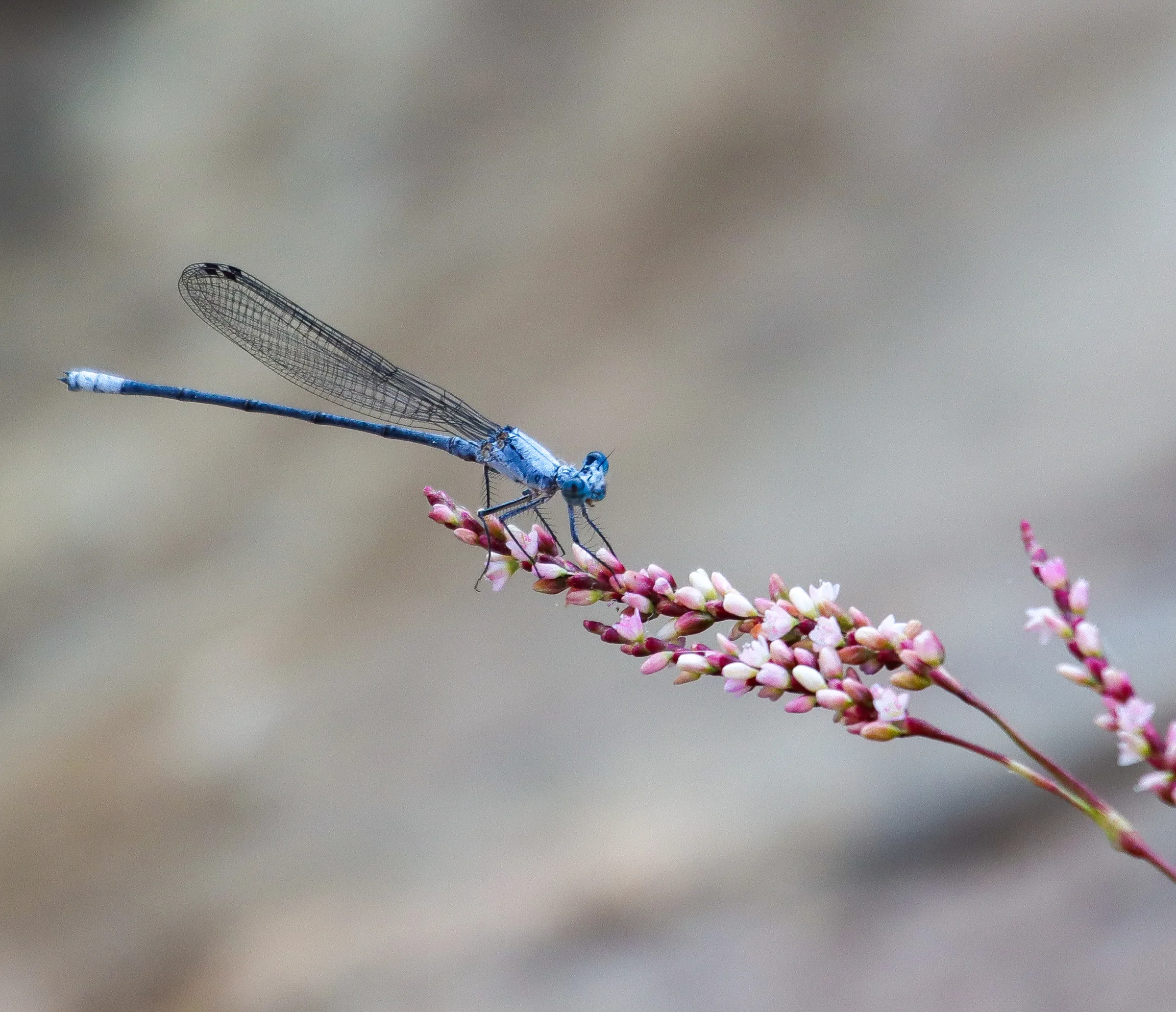 Copy of Dragon Fly2
