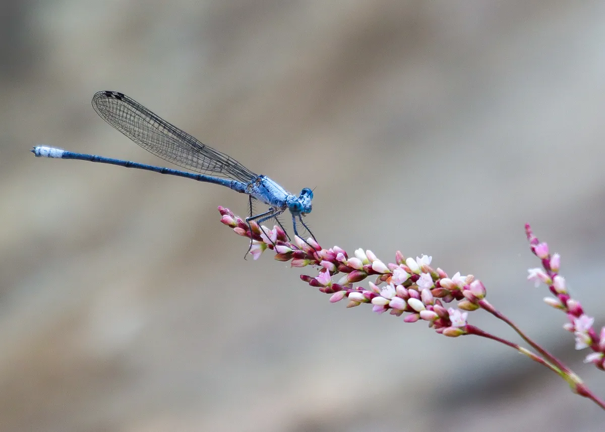 Copy of Dragon Fly2
