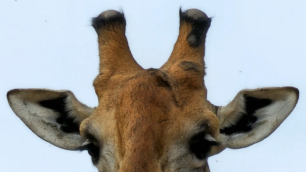 Copy of Wildlife 1