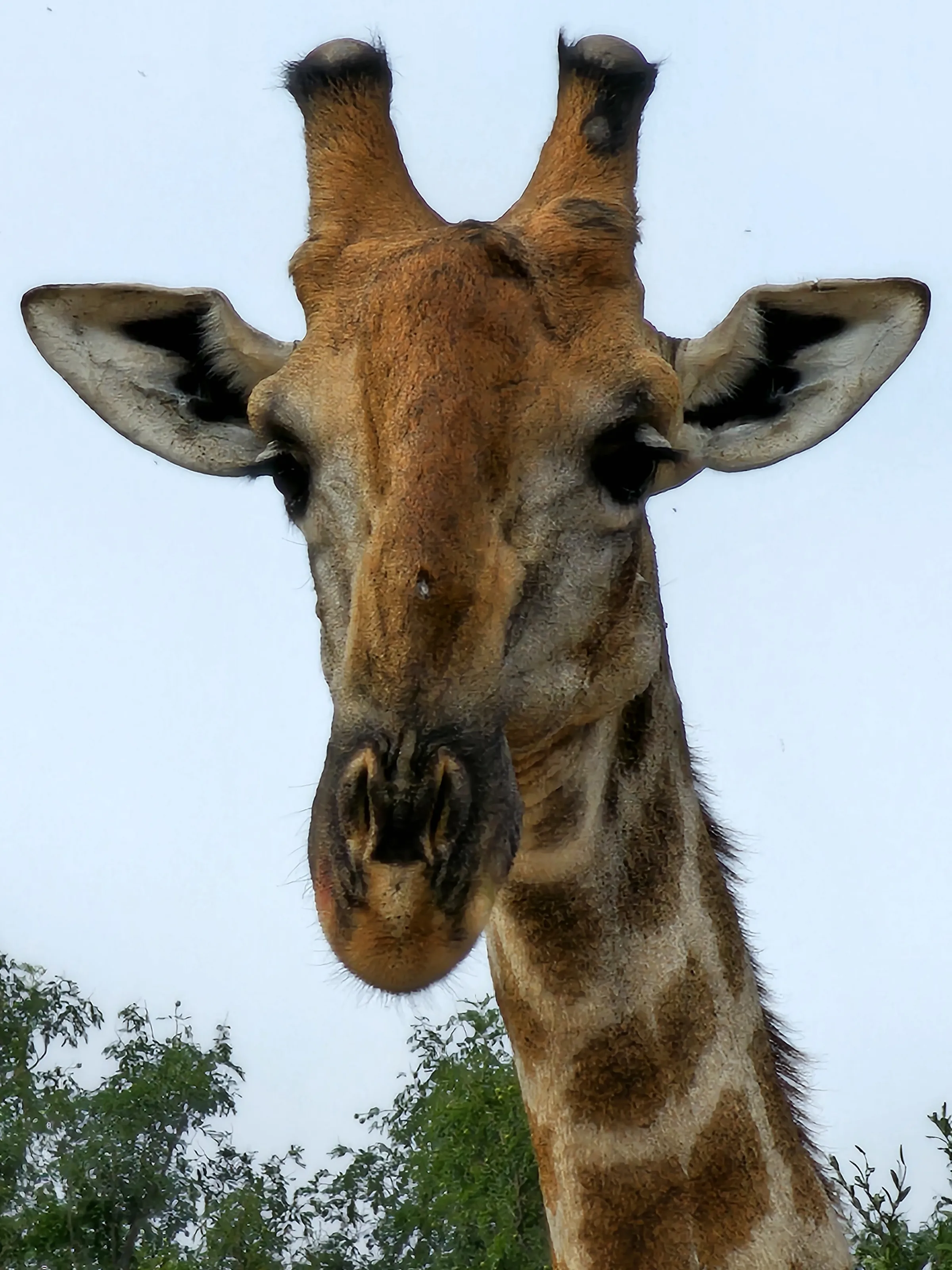 Copy of Wildlife 1