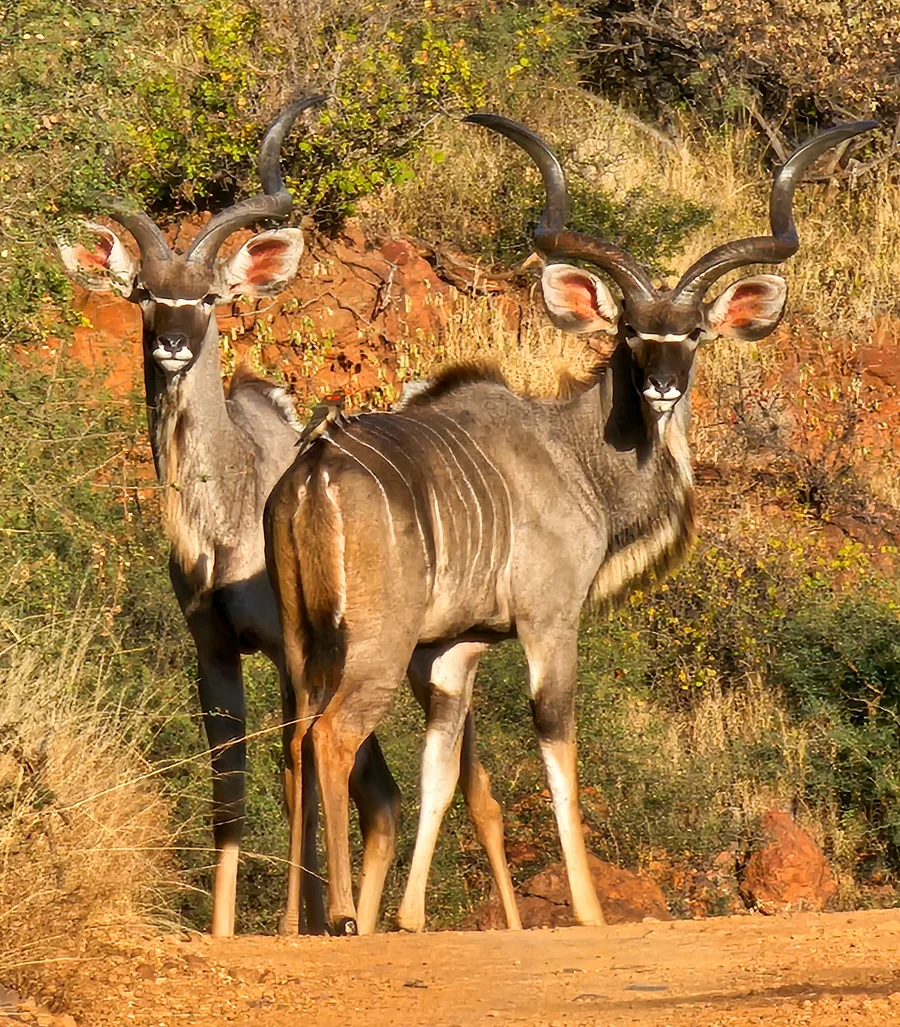 Kudu Hike