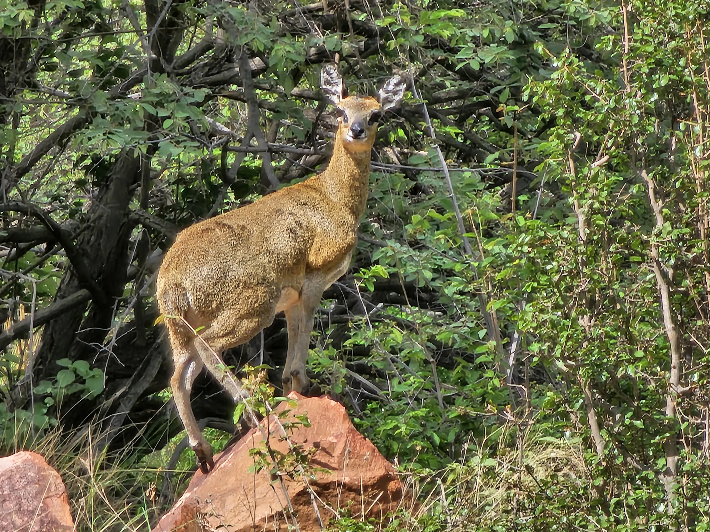 Copy of Wildlife 52