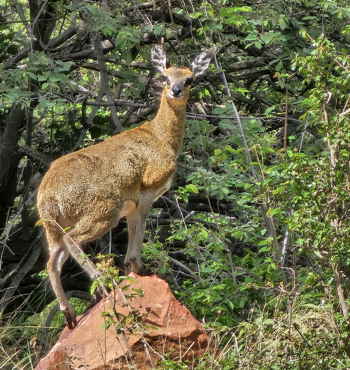Copy of Wildlife 52
