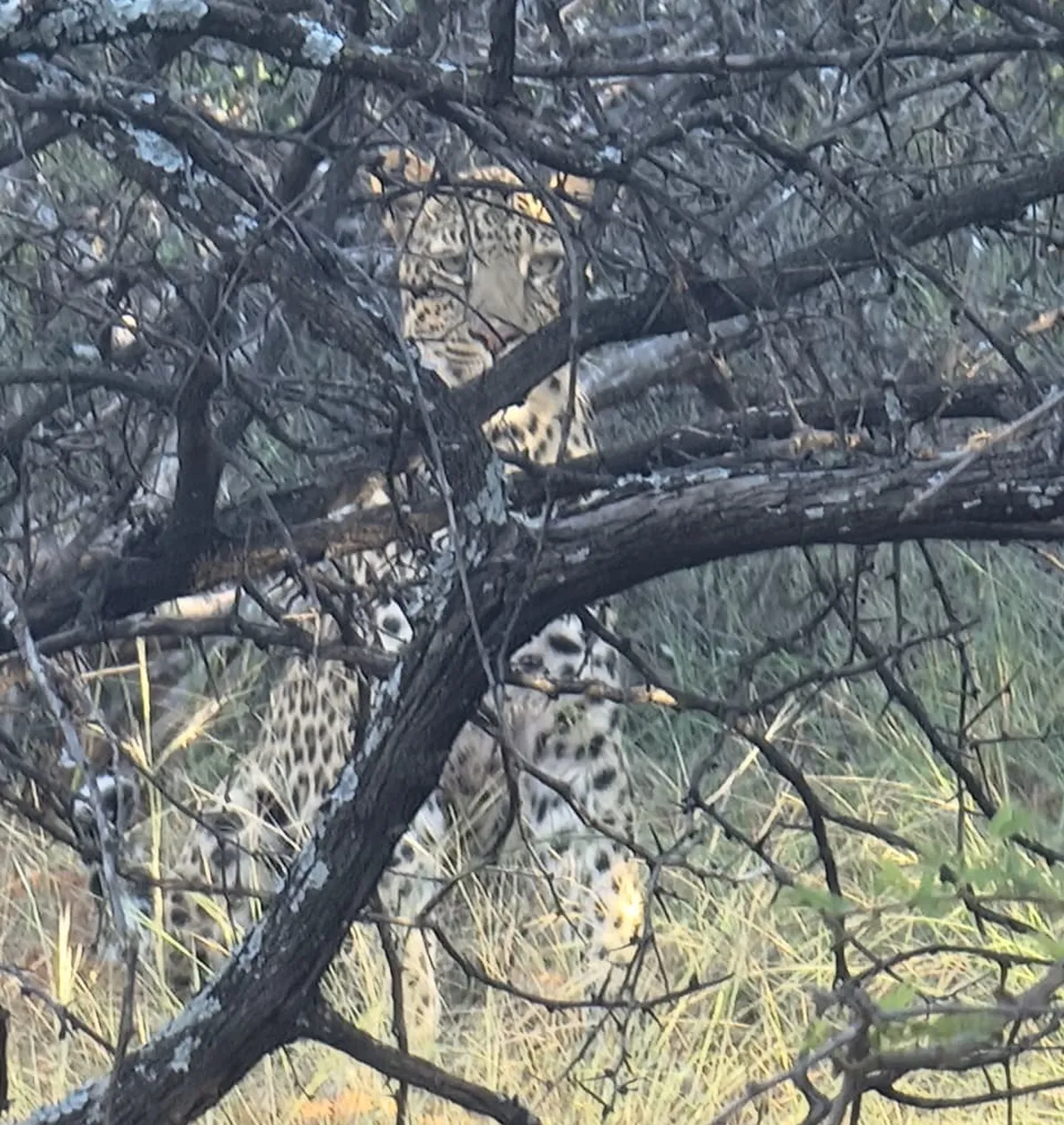 Leopard