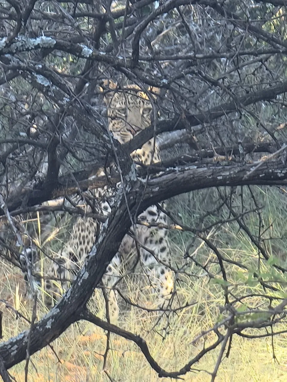 Leopard