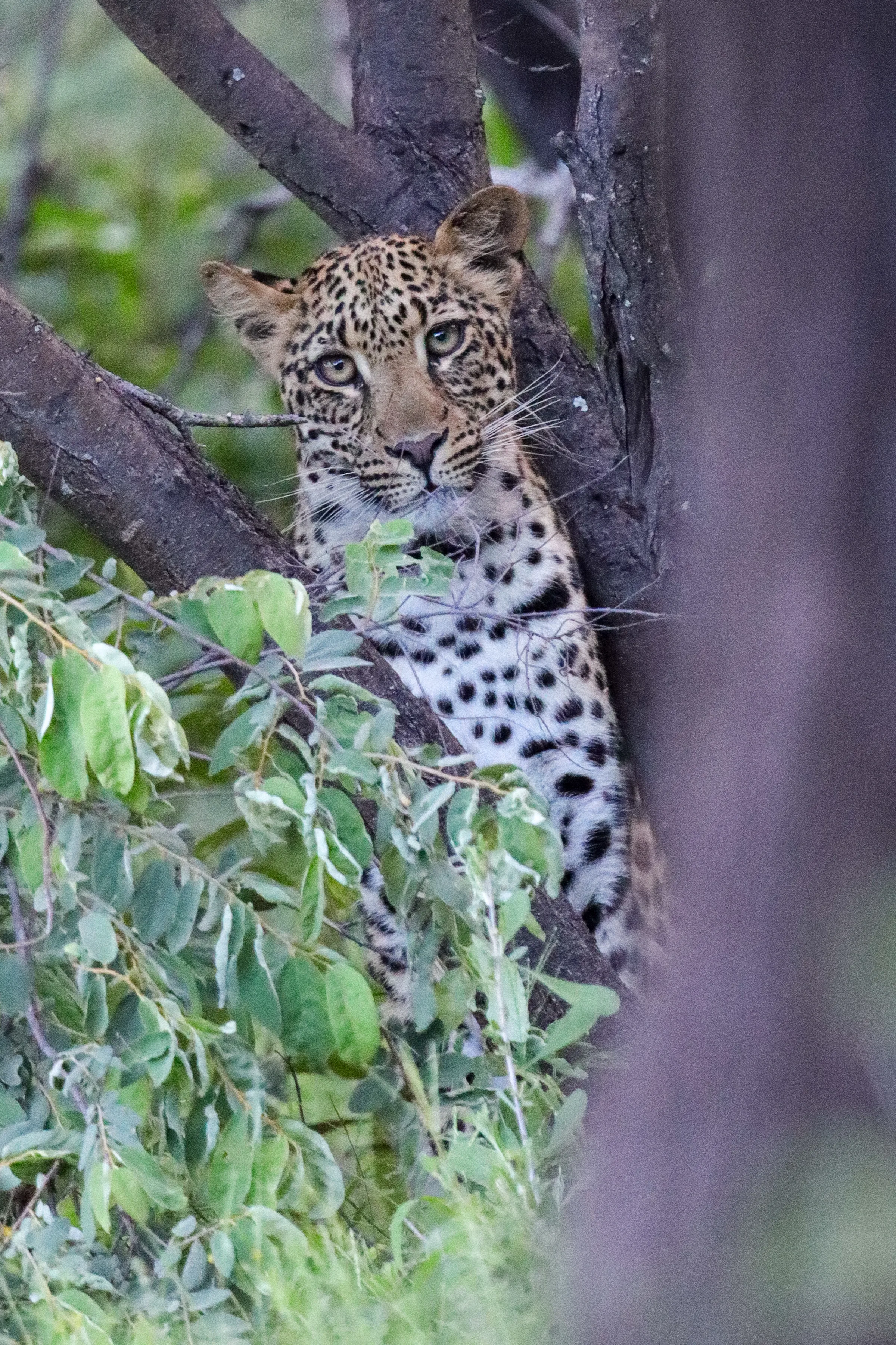 Leopard a