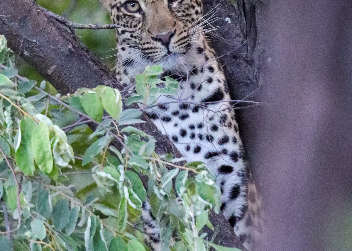 Leopard a