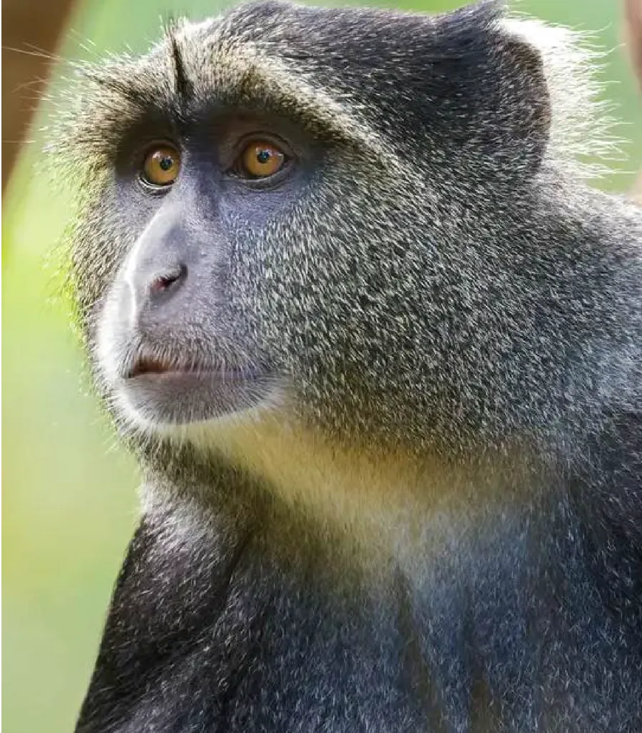 Meet samango monkeys