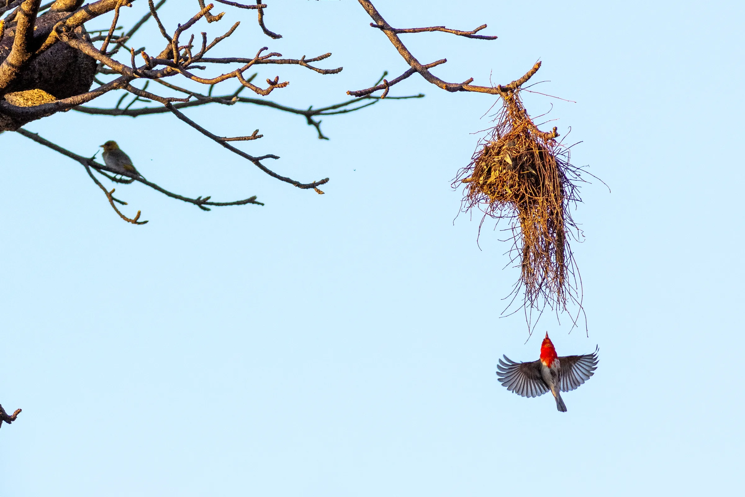Red-headed weaver