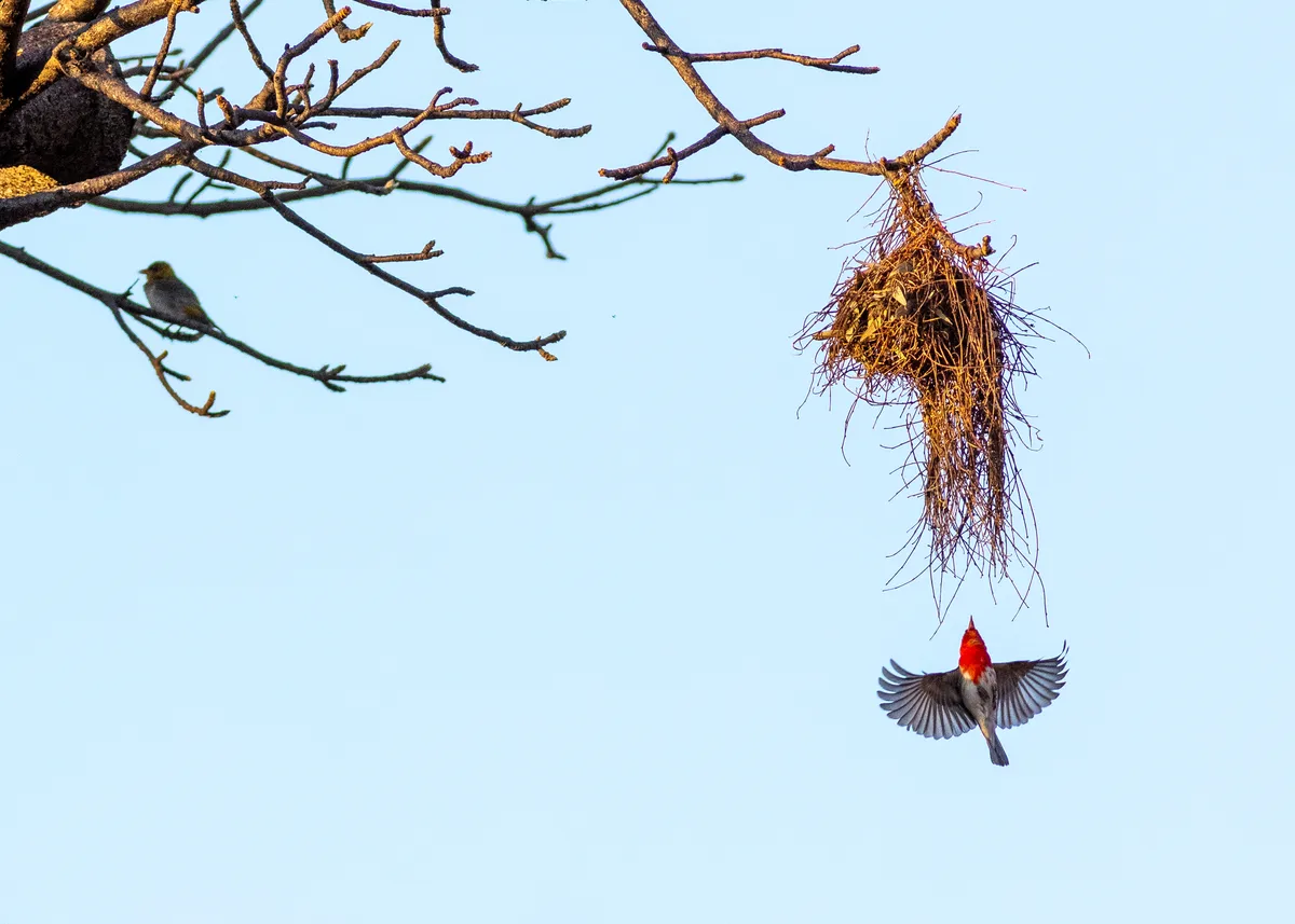 Red-headed weaver