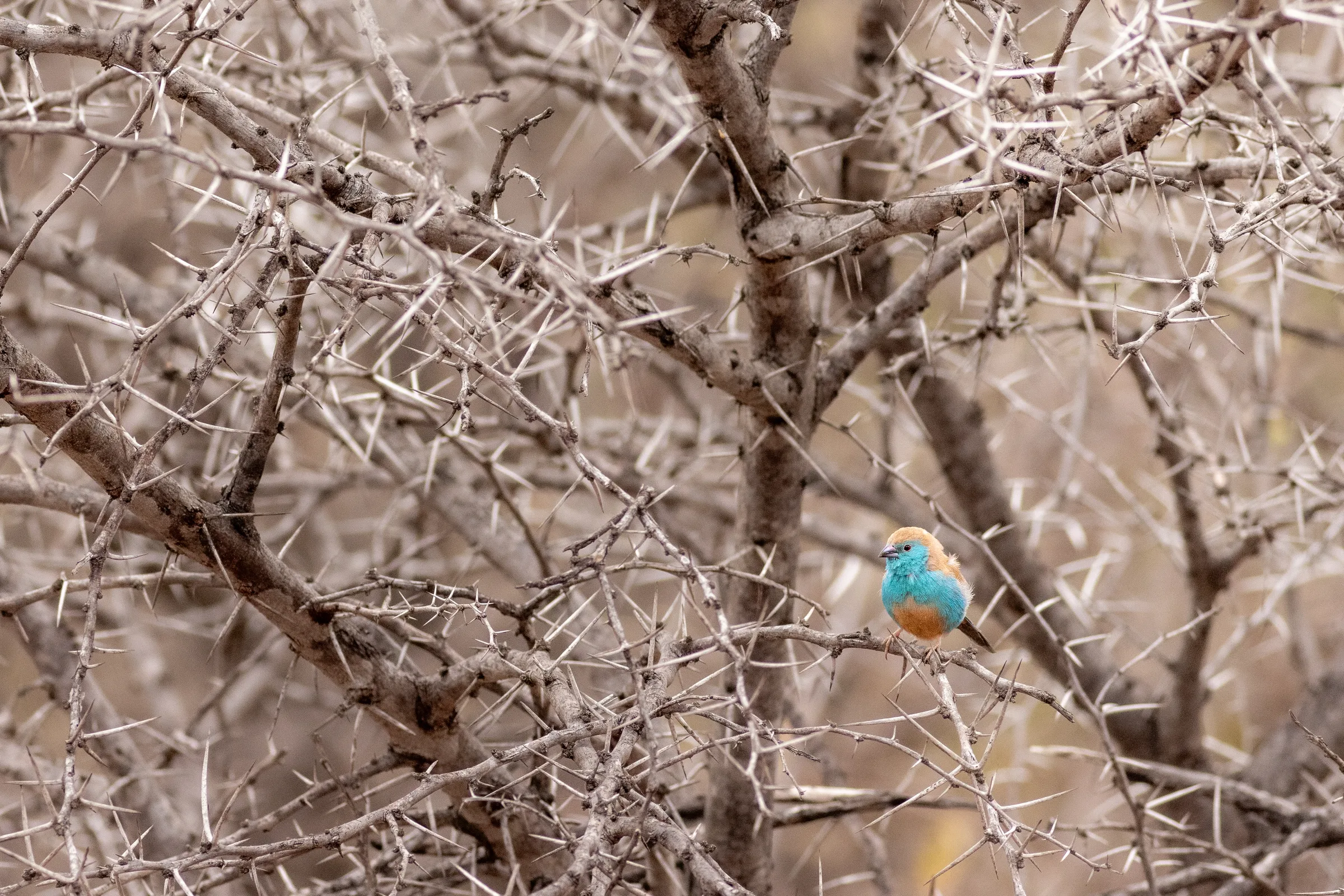Blue Waxbill