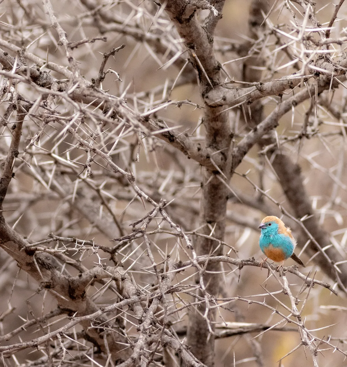Blue Waxbill