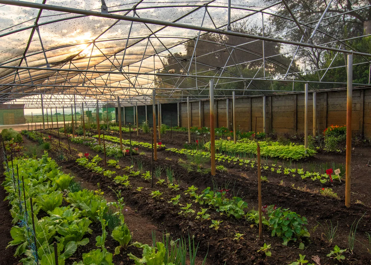Paradise farm 1