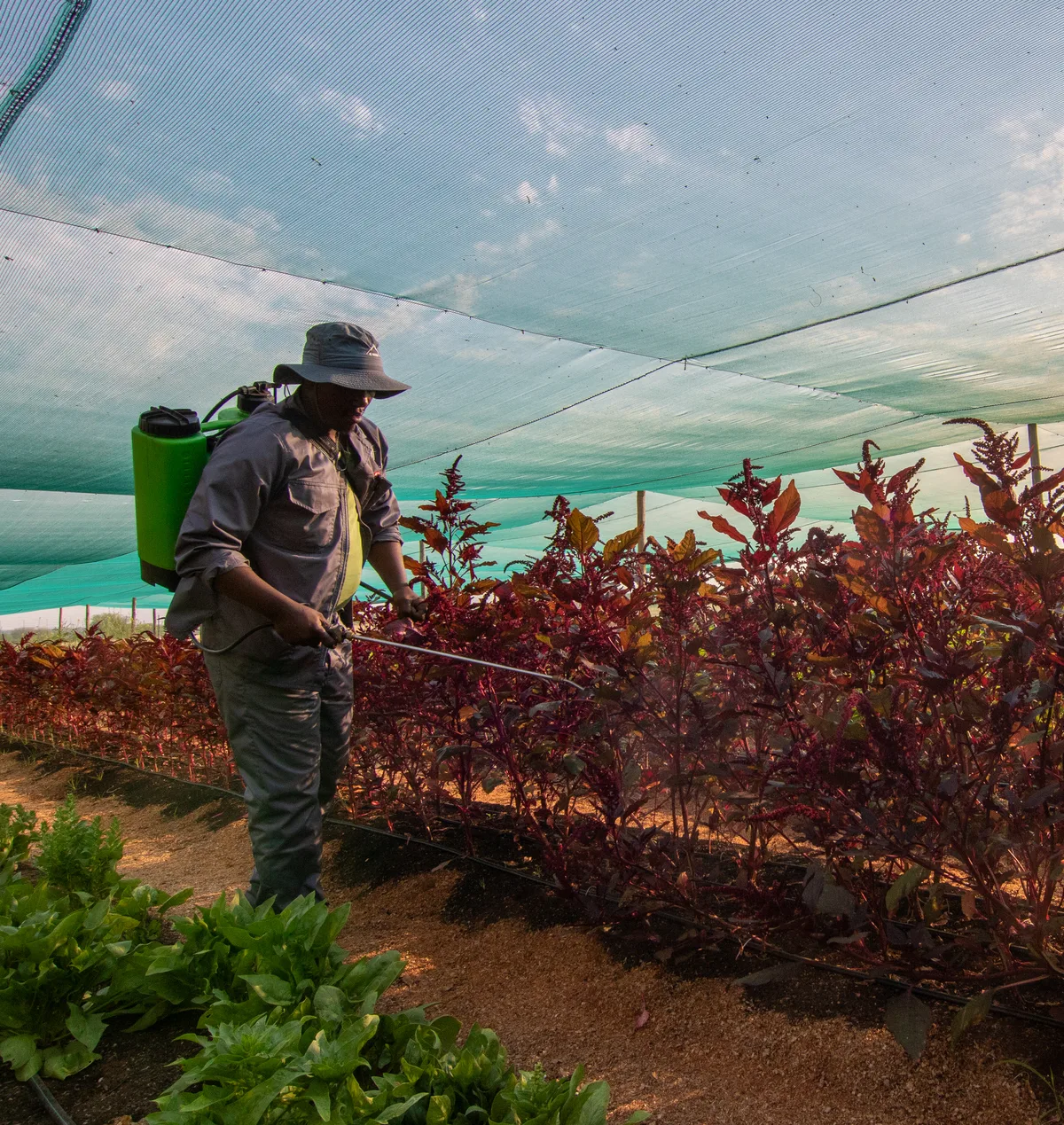 Paradise farm 13