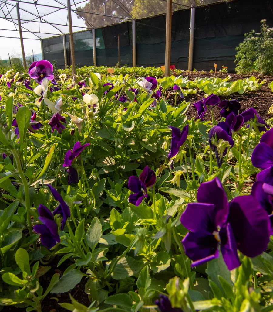 Paradise farm 35