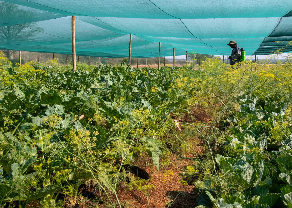 Paradise farm 36