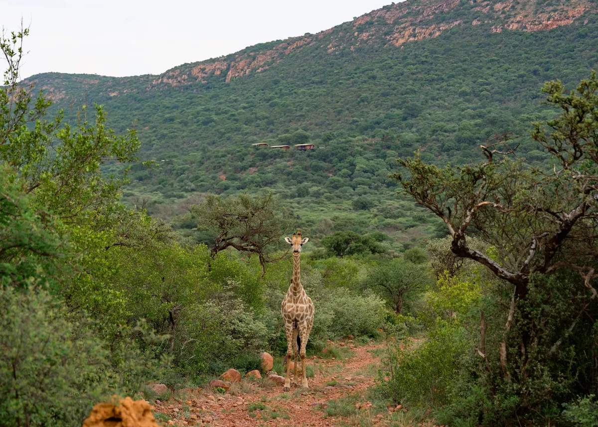 Giraffe with cliff suites behind