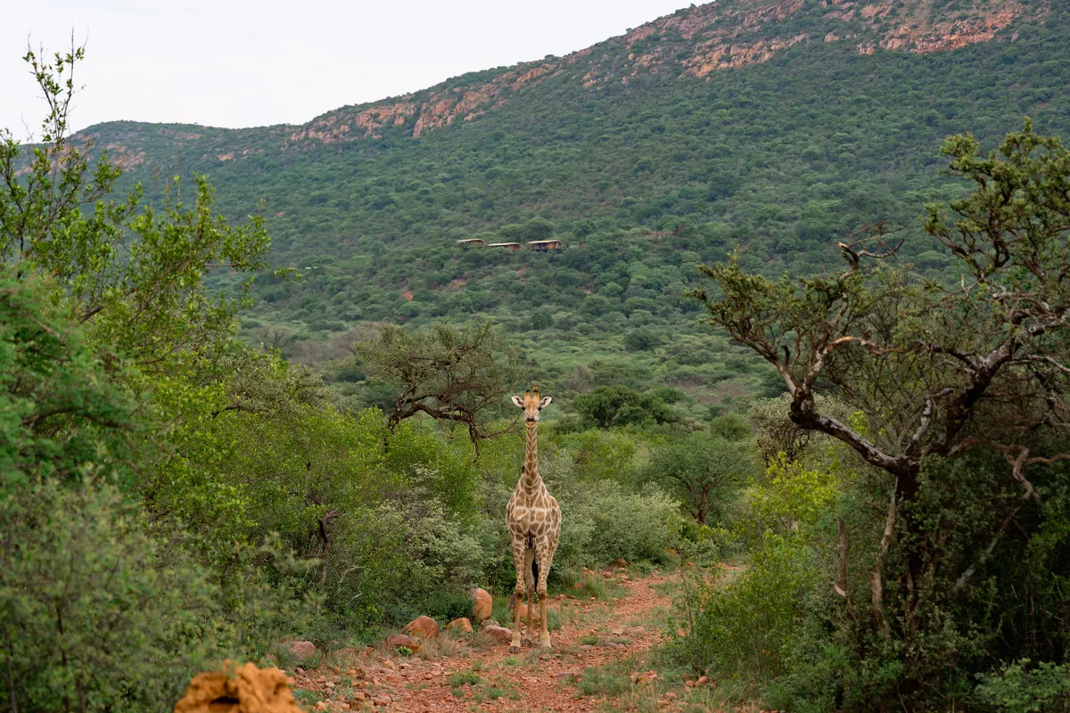 Luxury in the wild