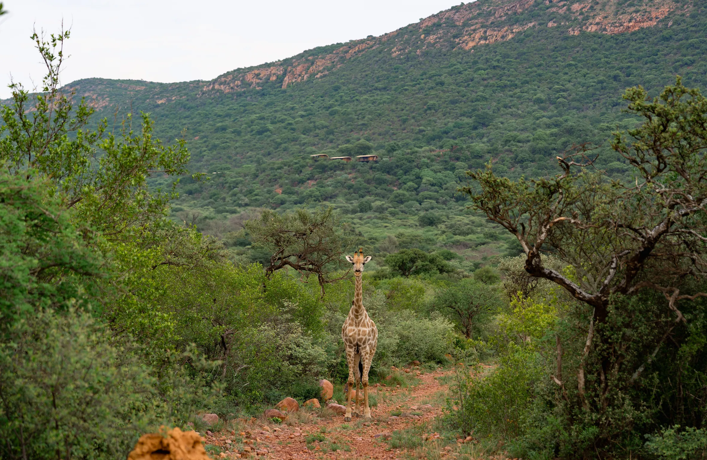 Giraffe with cliff suites behind
