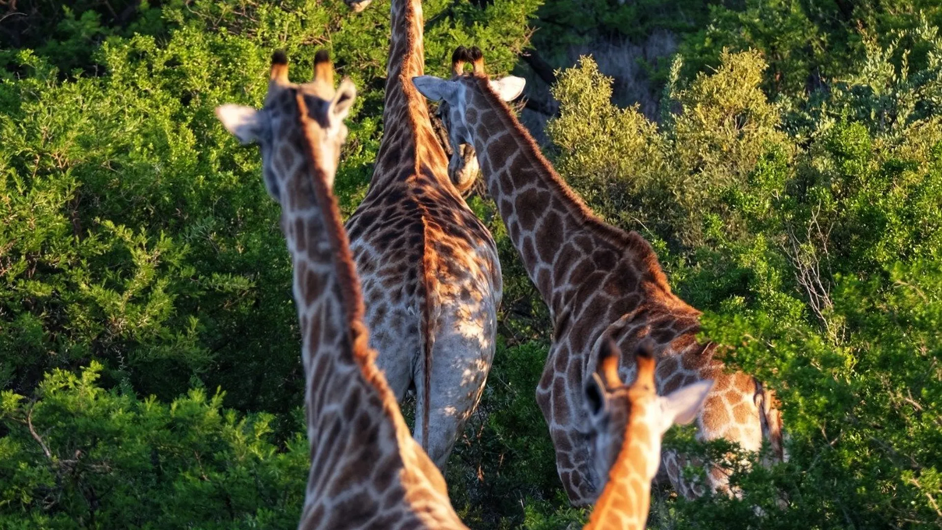 Rewilding Your Soul: Why Few & Far Luvhondo Is the Reset We All Need