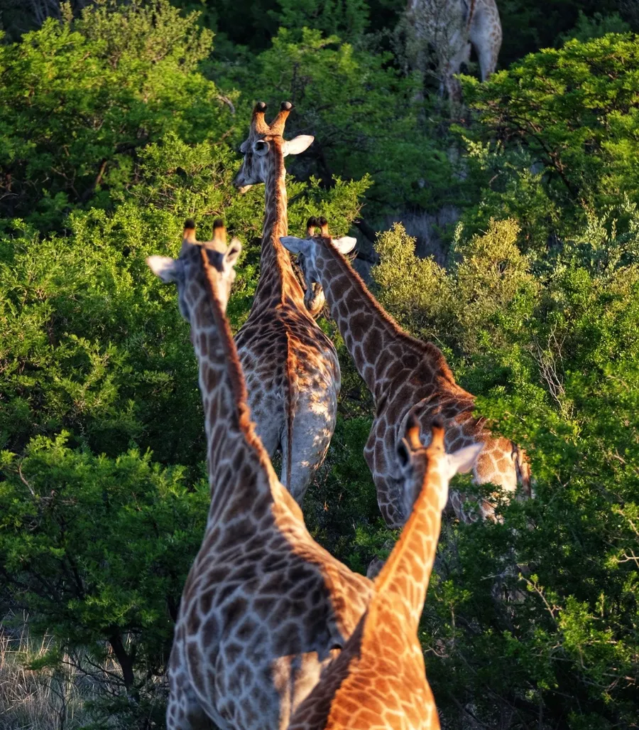 I'm writing this from my deck at Few & Far Luvhondo, watching a family of giraffes move through the valley below like they own the place.