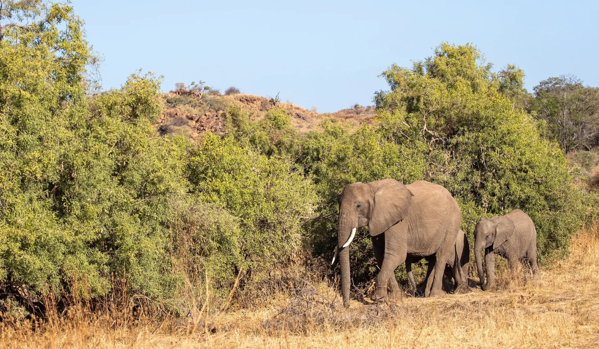 Bushveld & Mountains