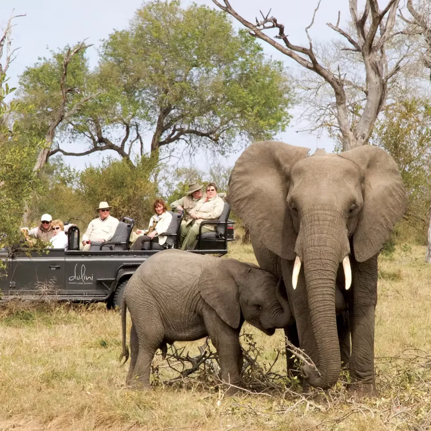 Kruger National Park, Sabi Sands, South Africa