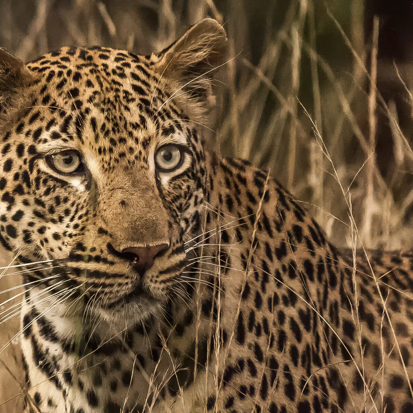 Kruger National Park, Sabi Sands, South Africa