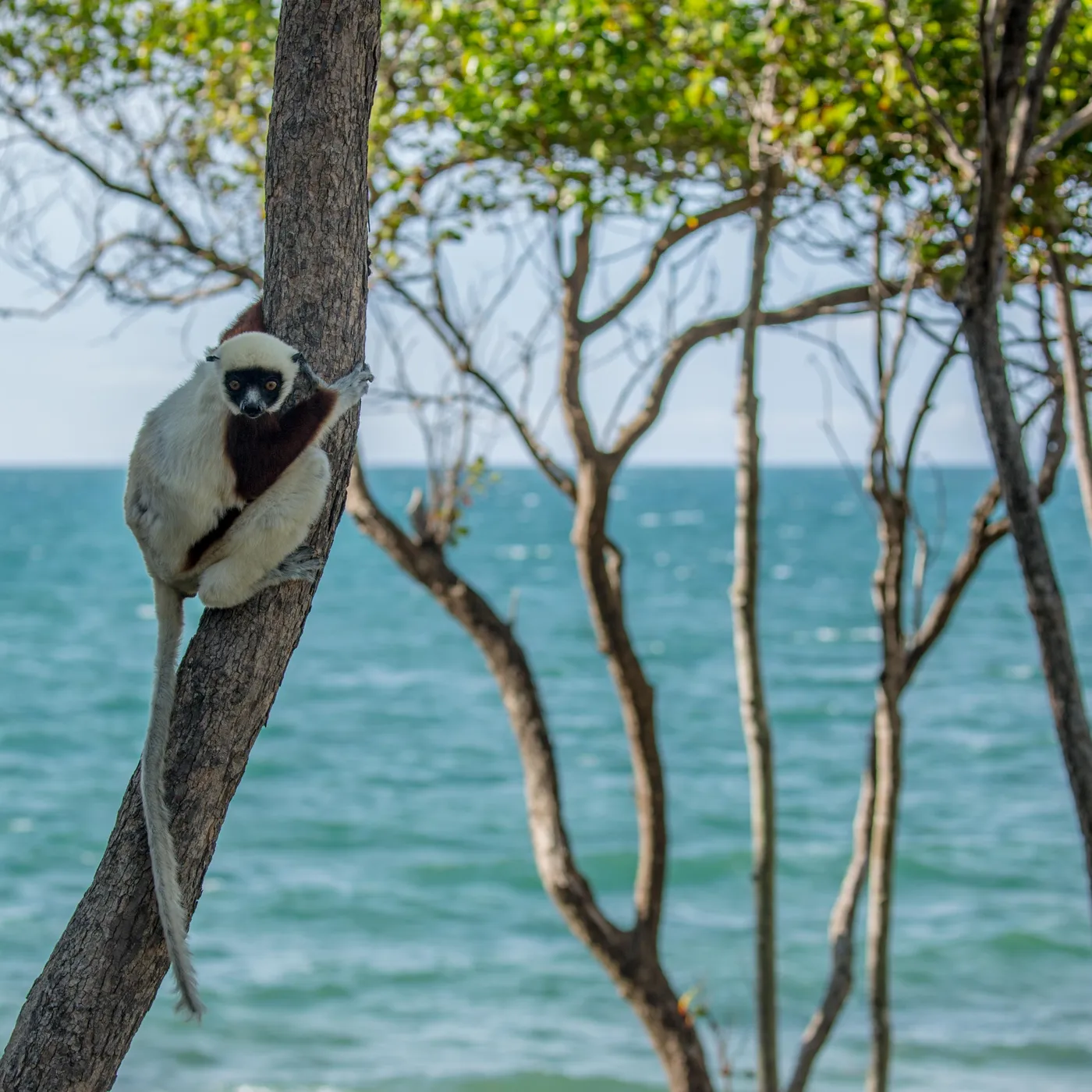 Exploring Anjajavy Peninsula, Madagascar