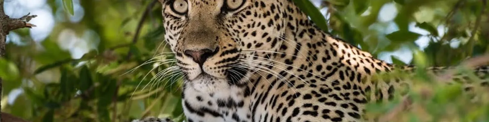 Leopard 1