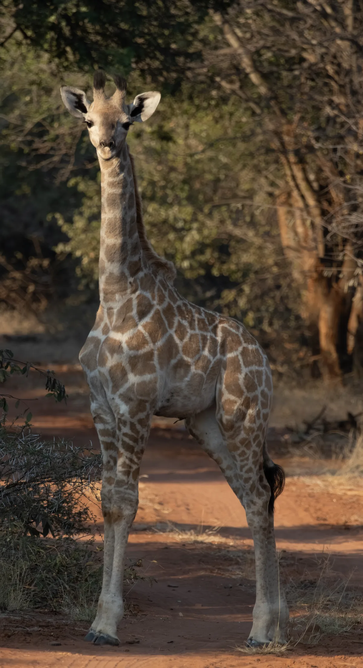 Baby giraffe on dirt road