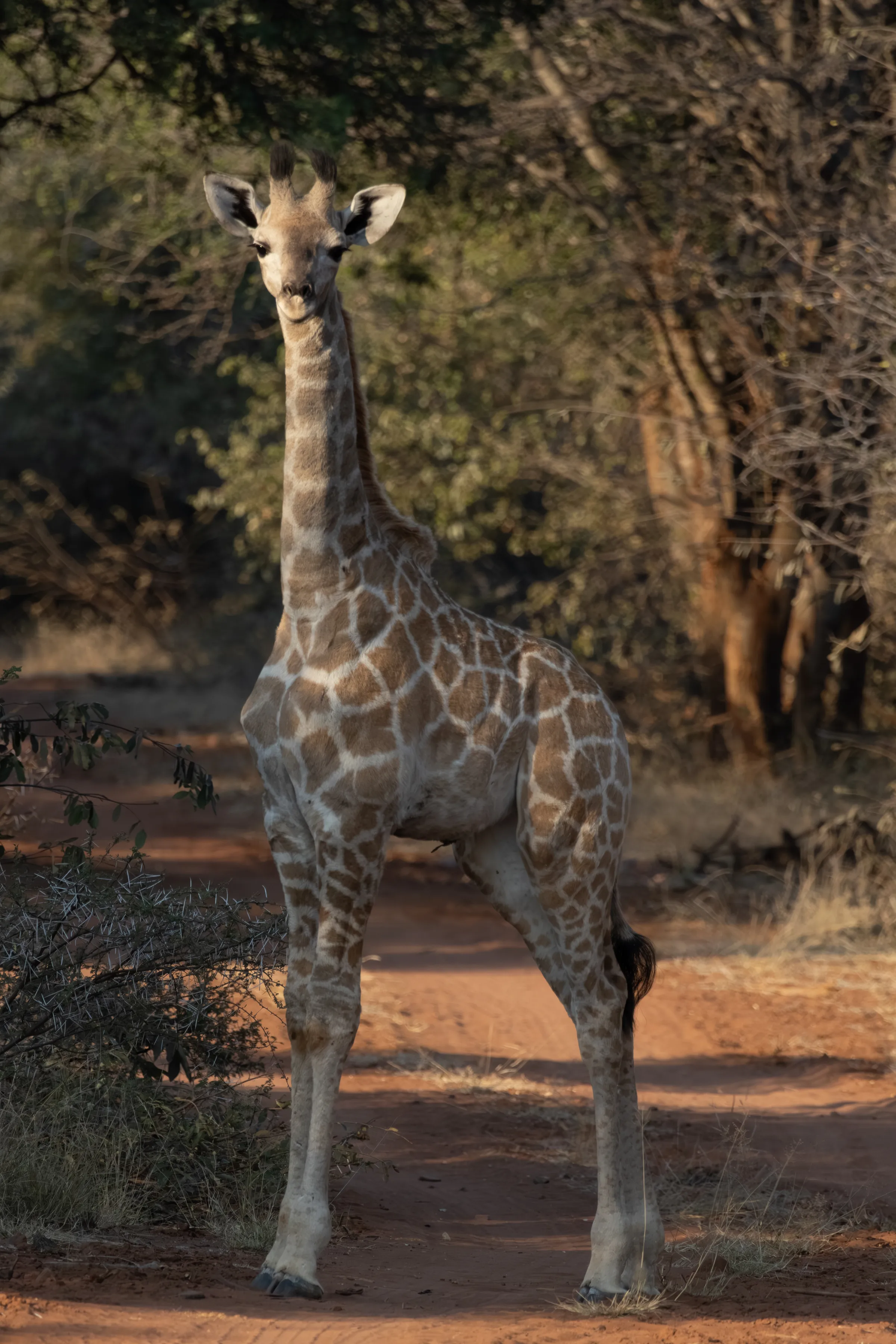 Baby giraffe on dirt road