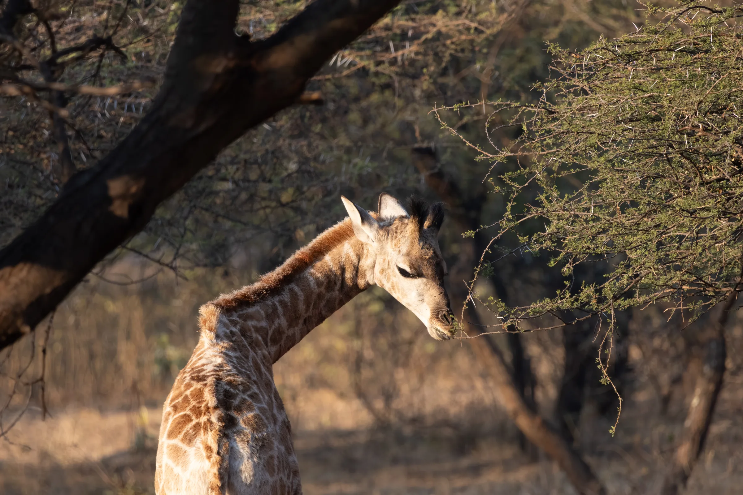 Giraffe eating leaves tree