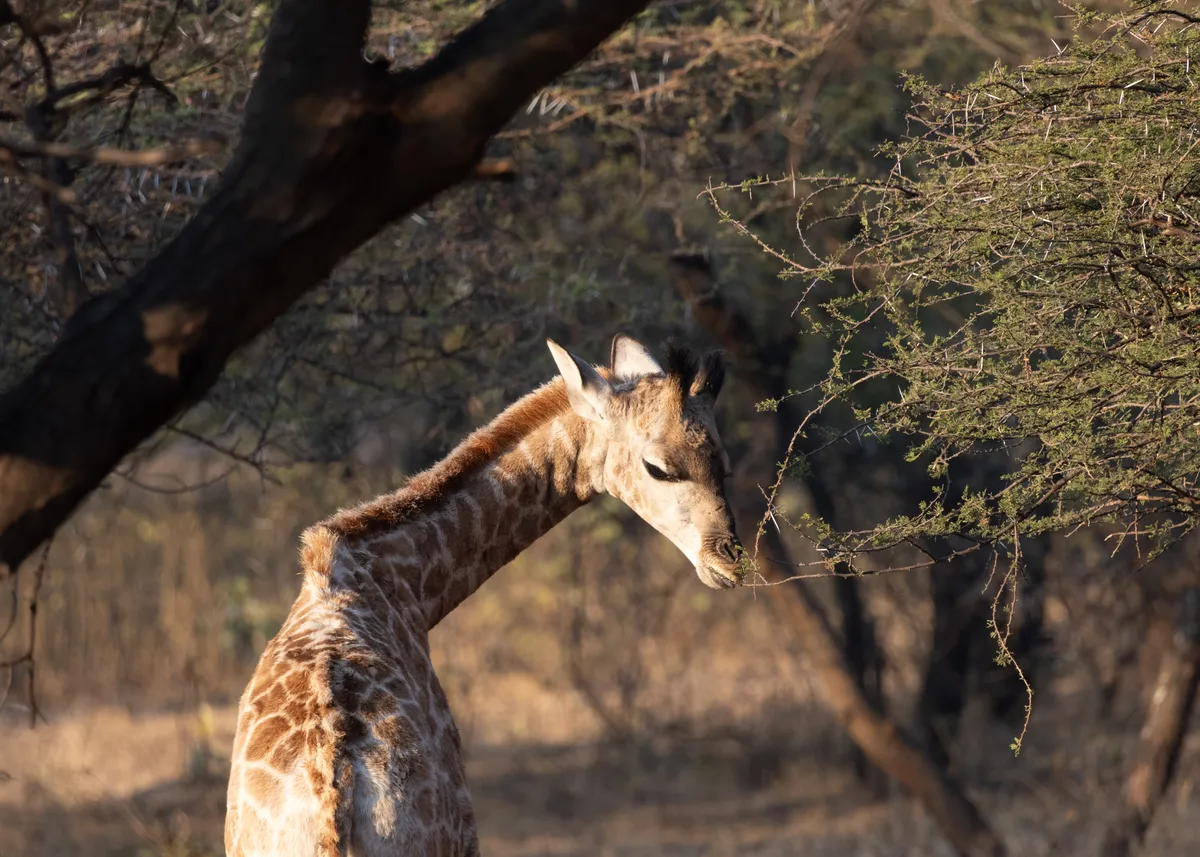 Giraffe eating leaves tree