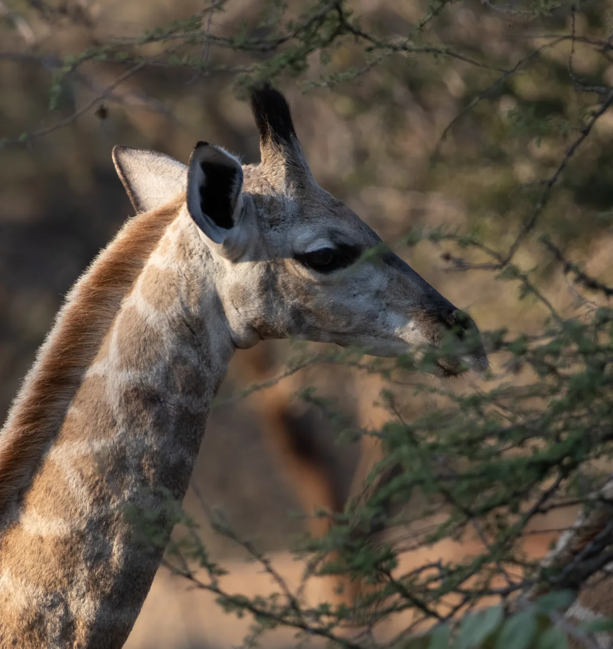 Photo giraffe eating leaves