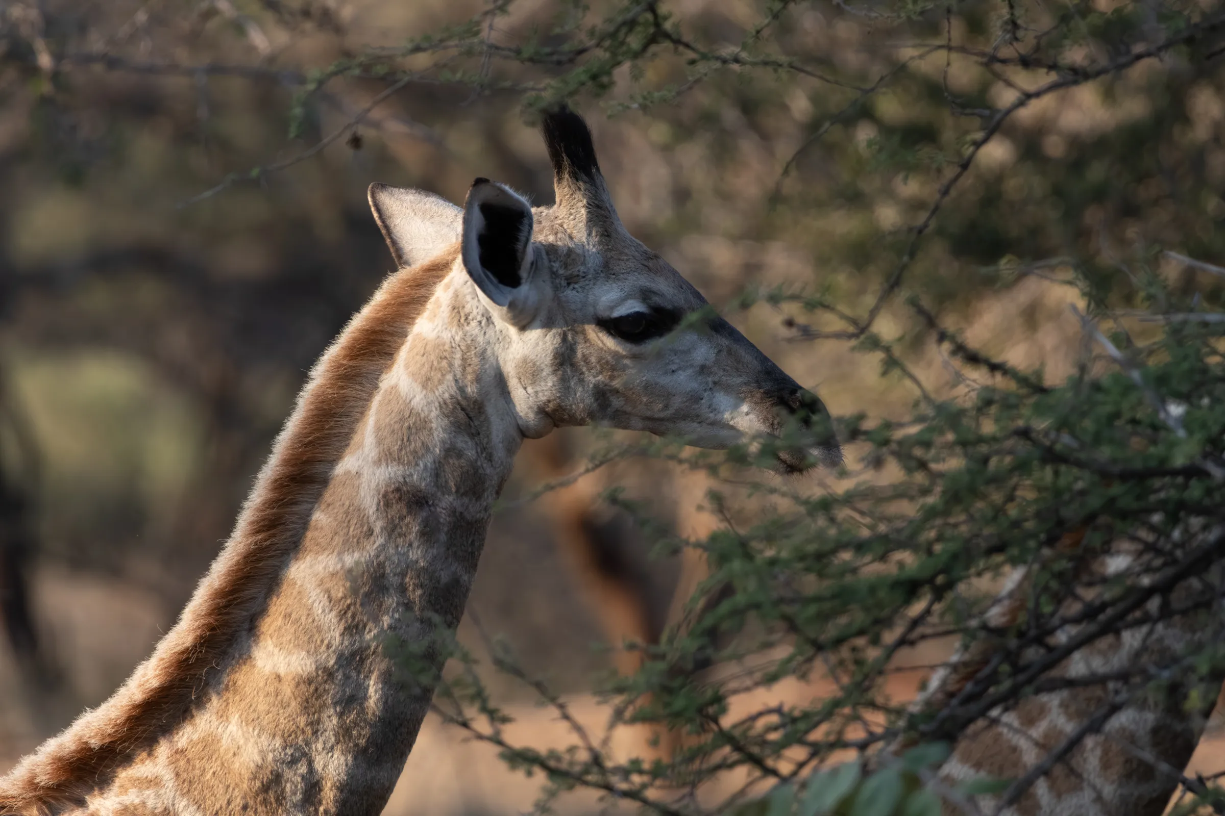 Photo giraffe eating leaves