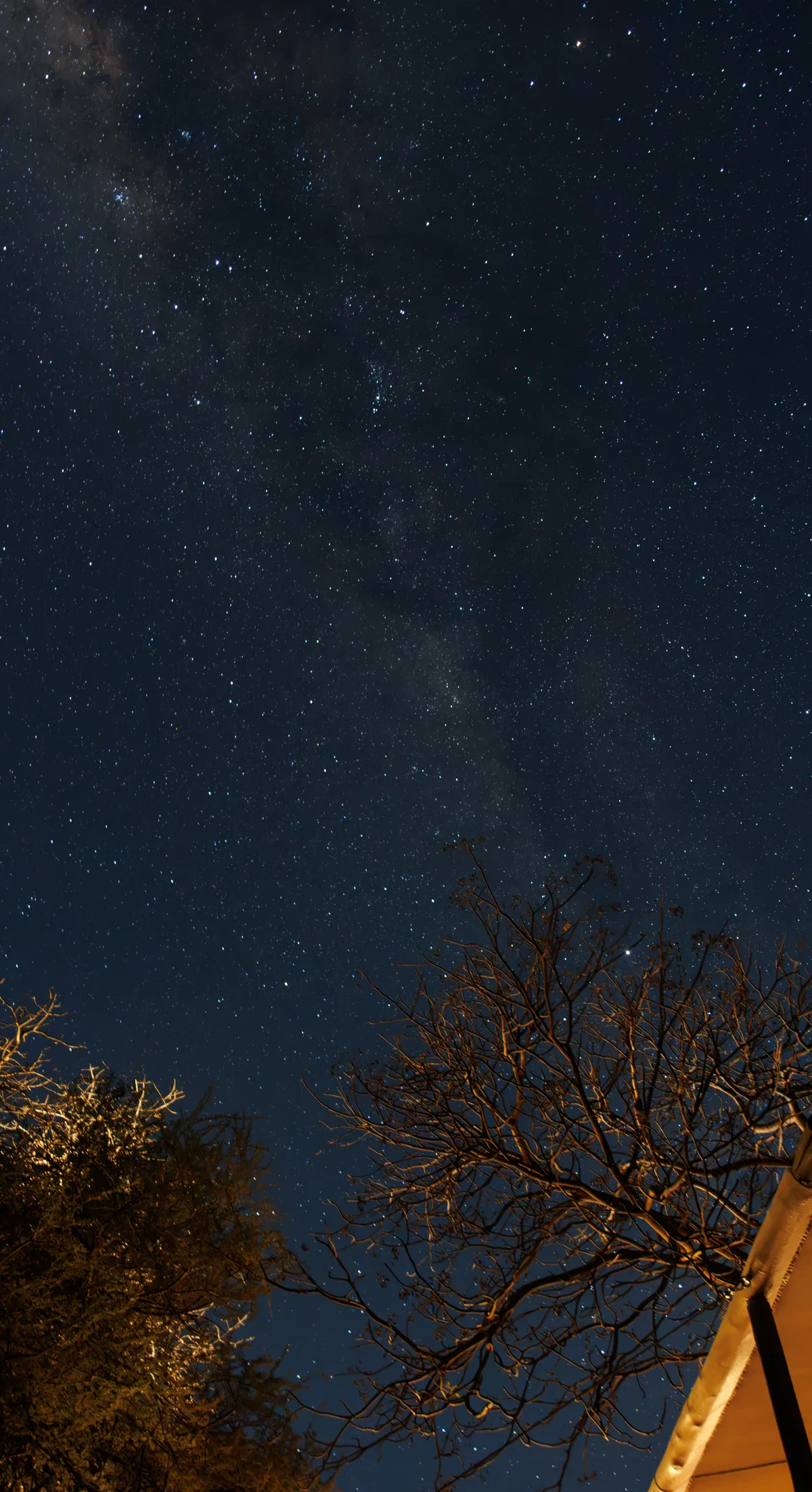 Starry night sky trees tent