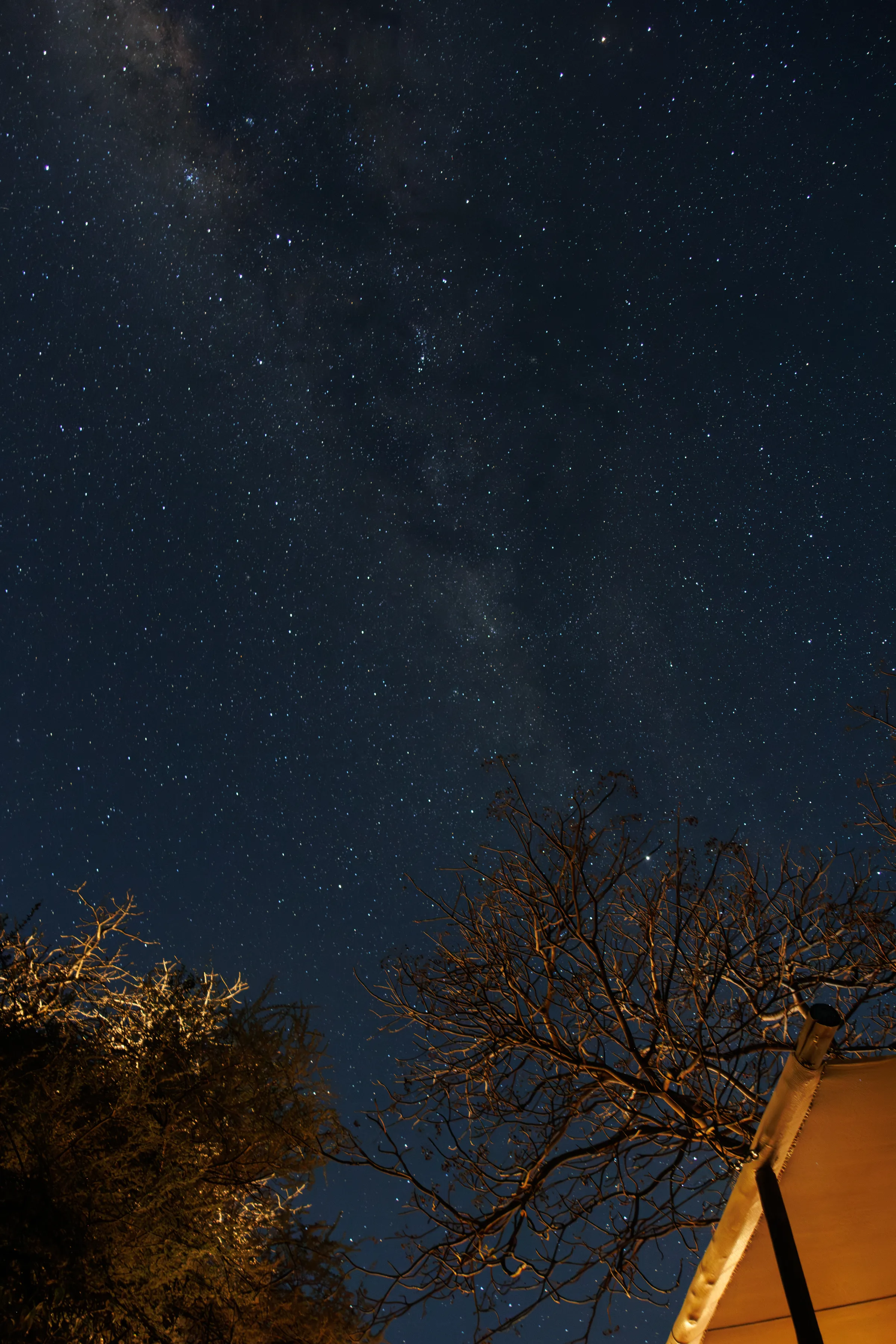 Starry night sky trees tent