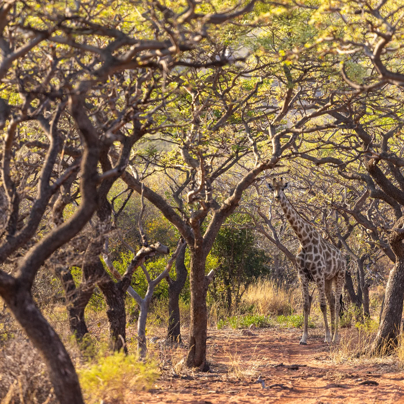 Giraffe Tracking at Few & Far Luvhondo, South Africa