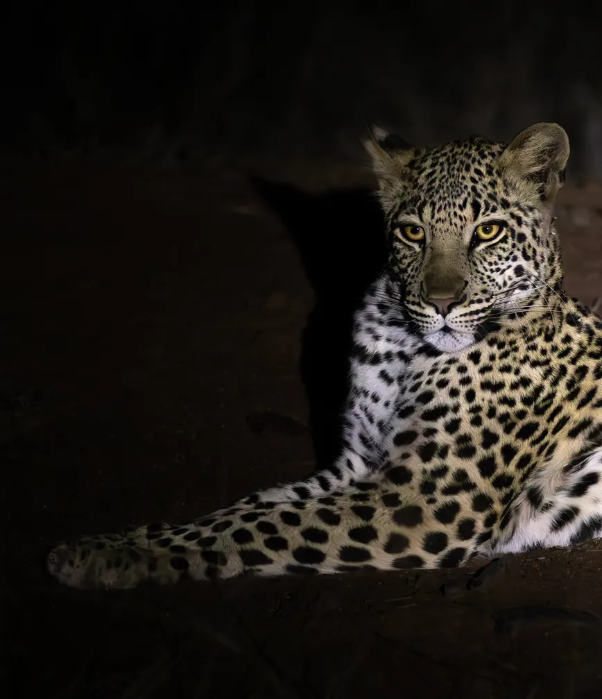 Track iconic animals on foot