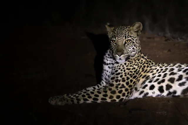 Giraffe and leopard tracking