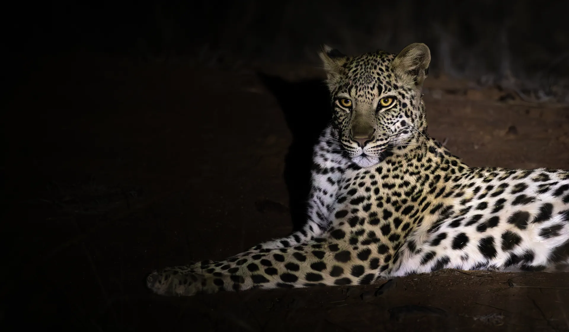 Track iconic animals on foot